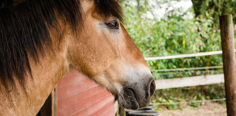 Pferd wartet auf Einsatz im Reitprojekt