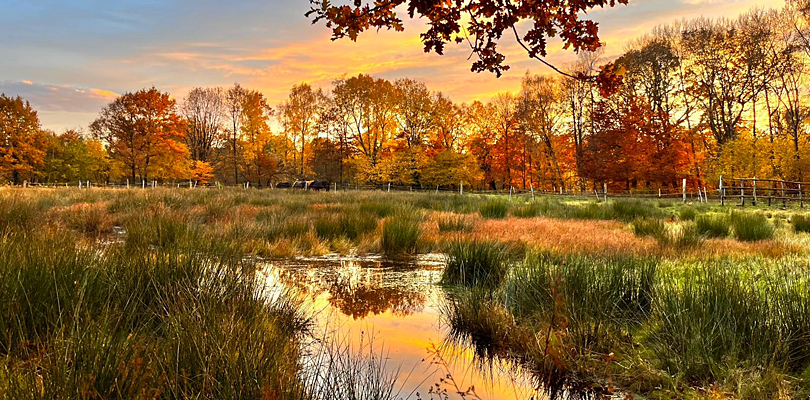 Wiese im Herbst